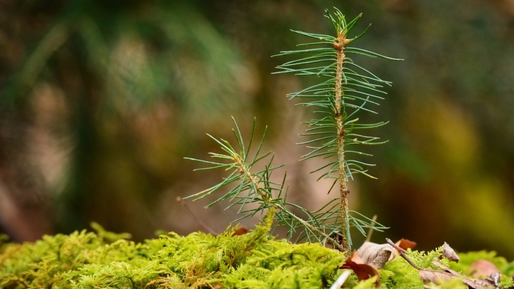 DISTRIBUTION DE JEUNES POUSSES D'ARBRES (GRATUIT!)